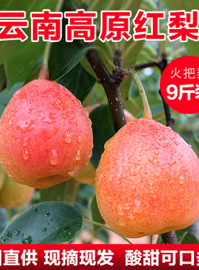 云南火把梨9斤酸甜大果新鲜包邮