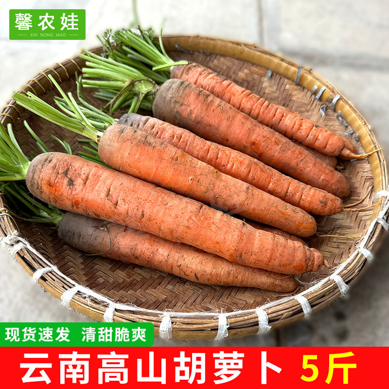 云南沙地胡萝卜5斤生吃新鲜水果黄心沙窝胡萝卜蔬菜整箱现挖包邮