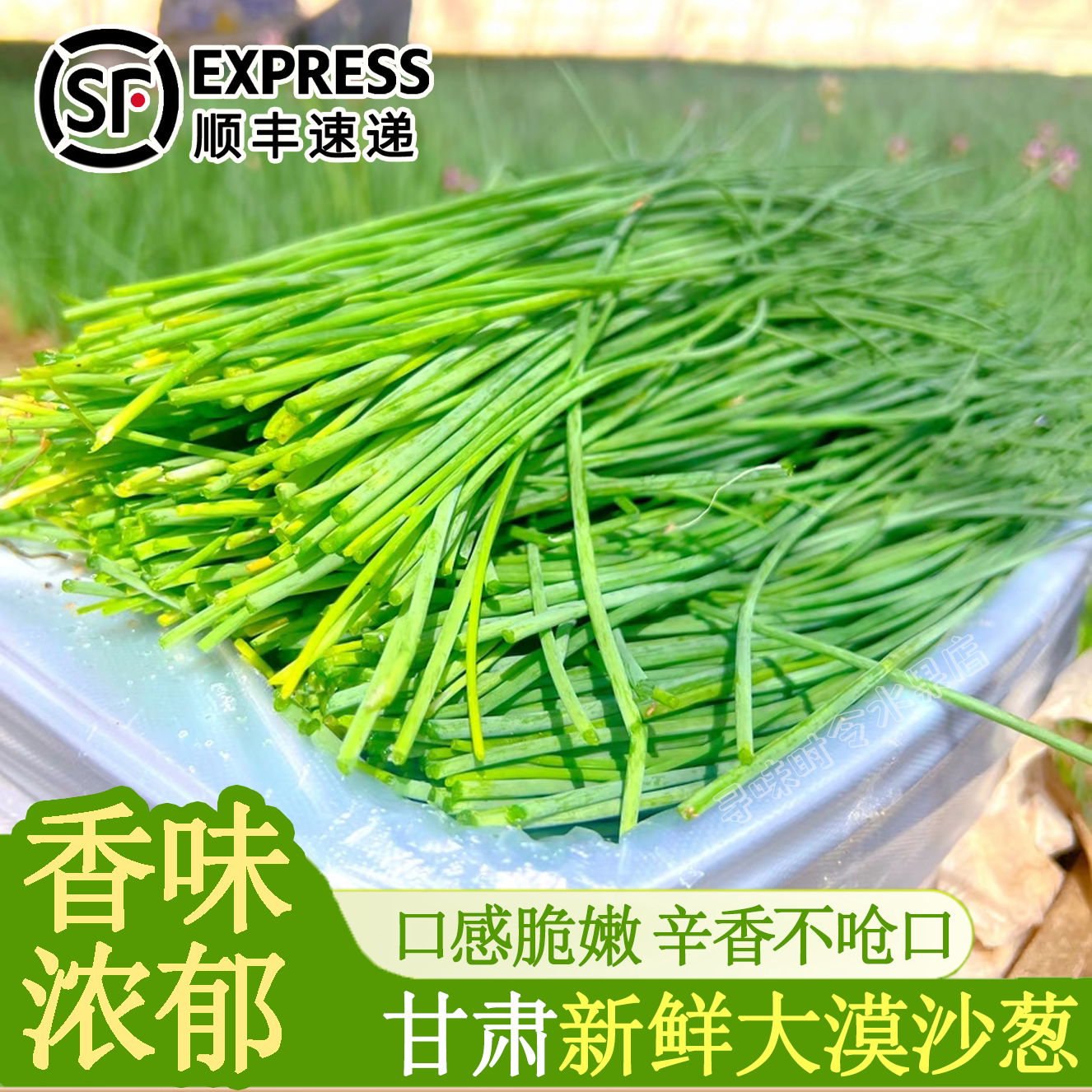 甘肃沙葱新鲜现挖沙漠香葱大漠特产沙葱新鲜脆嫩野葱野菜