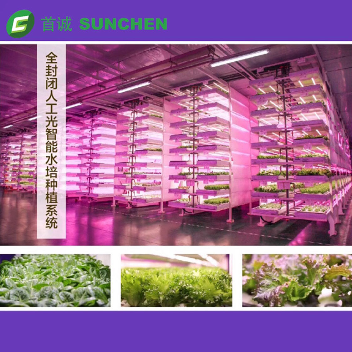 首诚高端蔬菜 |礼盒装无农药鲜活免洗（10袋/箱，5款自由搭配)
