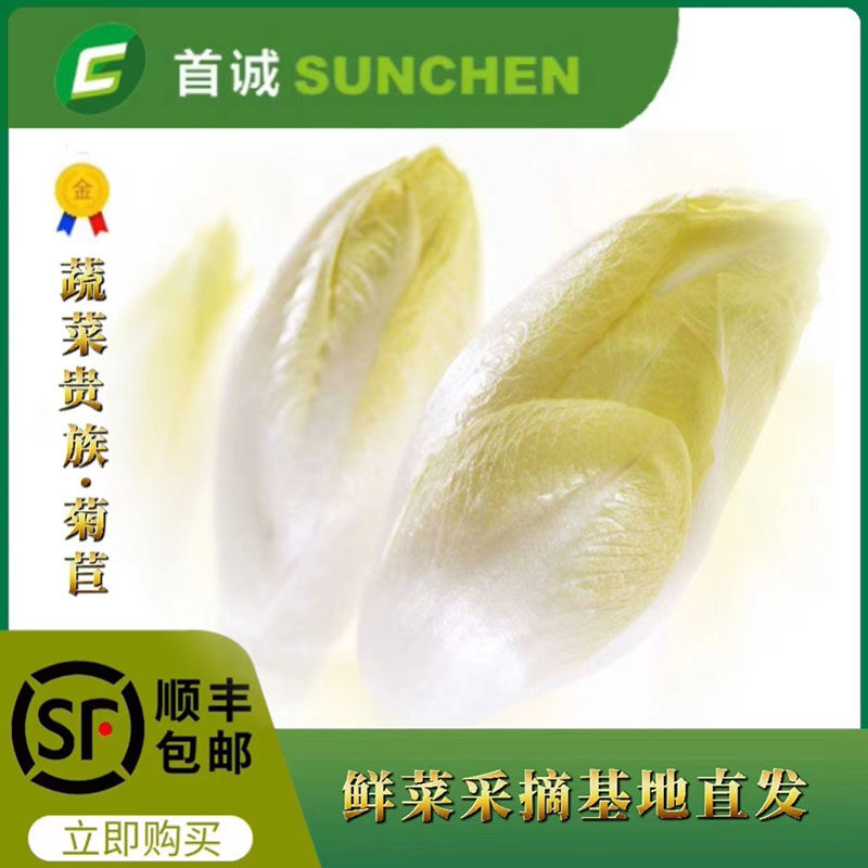 首诚高端菊苣金玉兰菜精品西餐沙拉无农药新鲜（ 5斤/箱）