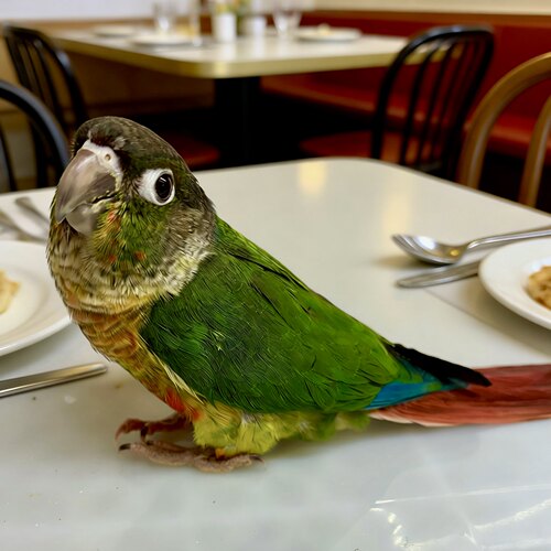 小太阳鹦鹉半毛幼鸟黄边凤梨绿颊手养雏鸟可教会说话亲人活体宠物