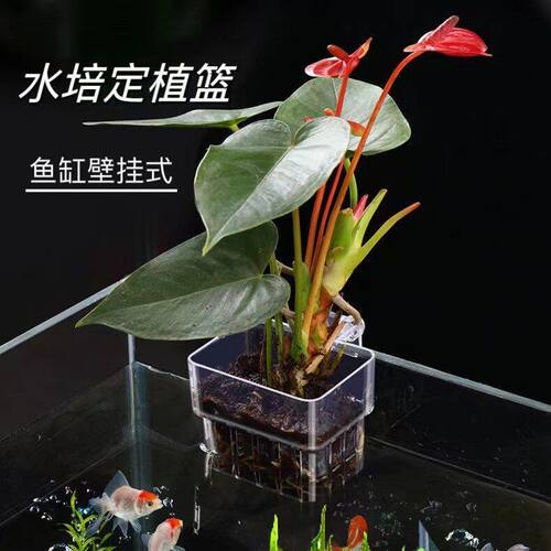 鱼缸透明水培定植篮壁挂式水草种植杯鱼缸绿植造景装饰架鱼缸挂篮