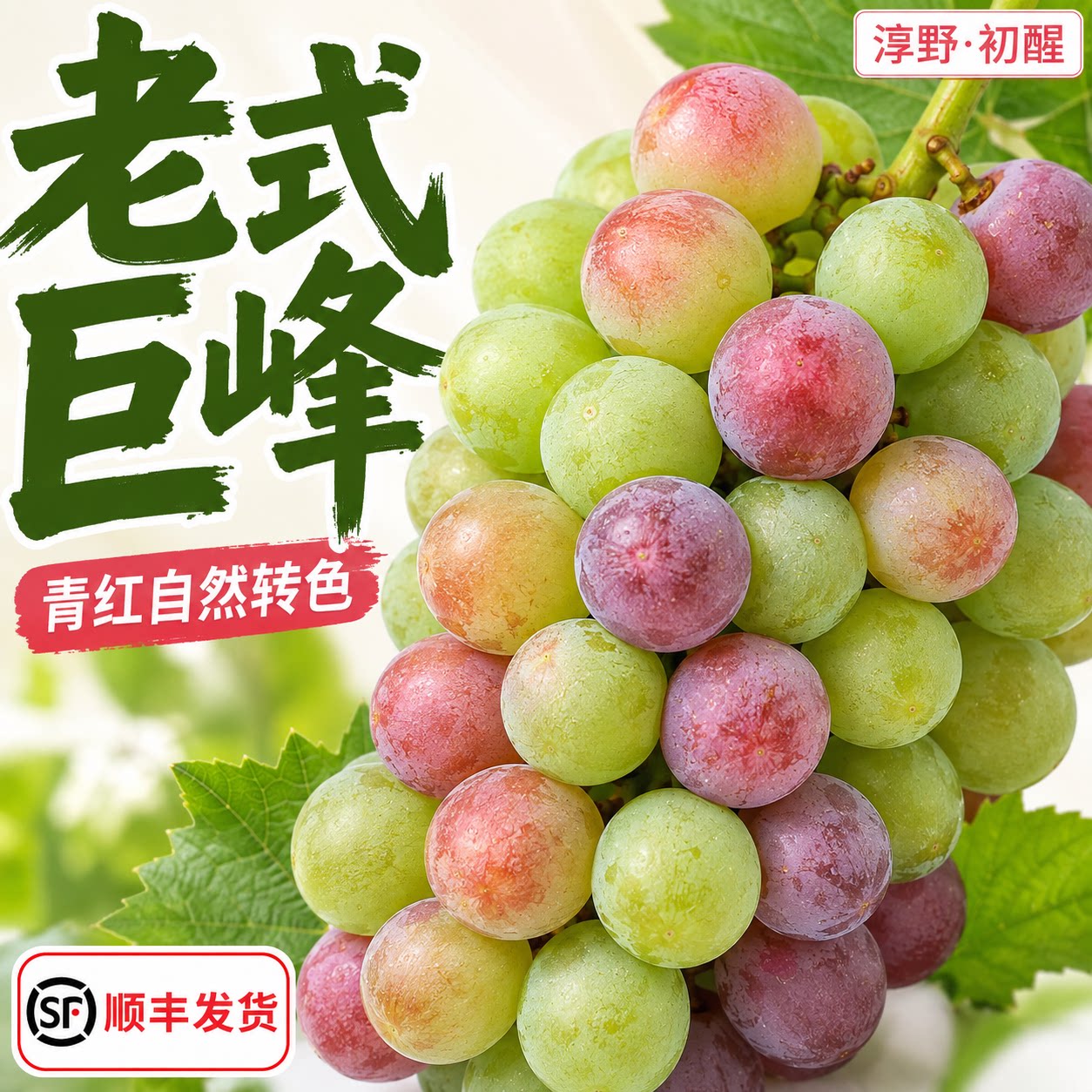 老式巨峰葡萄青红巨峰葡萄当季新鲜自然熟孕妈有籽土葡萄整串直发