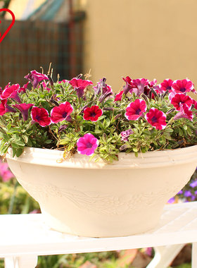 爱丽思Relife绿植浮雕半球花盆塑料仿陶式花盆多肉植物阳台爱丽丝