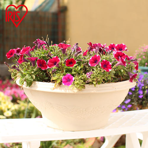 爱丽思Relife绿植浮雕半球花盆塑料仿陶式花盆多肉植物阳台爱丽丝
