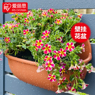 花盆壁挂墙加厚塑料花盆爱丽丝 爱丽思吊兰壁挂花盆 创意仿陶式