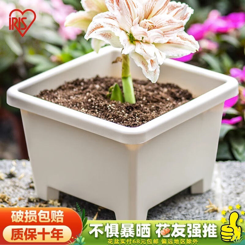 爱丽思圆形球根多肉种菜园艺花盆