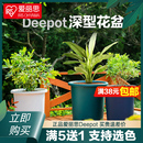 绣球绿萝阳台塑料加盆仑爱丽丝 爱丽思Deepot彩色深型控根花盆月季