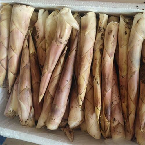 临安小雷笋小竹笋春笋黄泥笋现挖