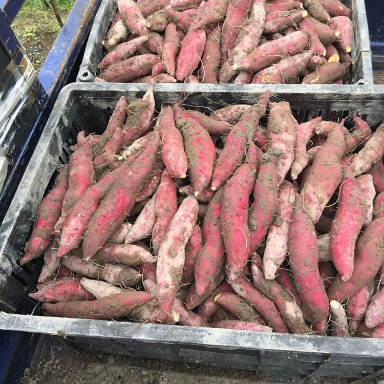 临安天目山小香薯金手指小香薯新鲜现挖小红薯迷你番薯5斤包邮