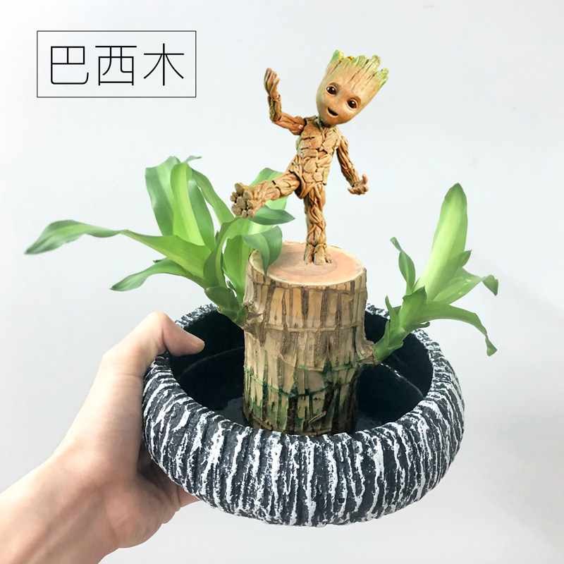 盆栽真巴西木水养小树人水培植物精品红幸运木开带花卉的格鲁特芽