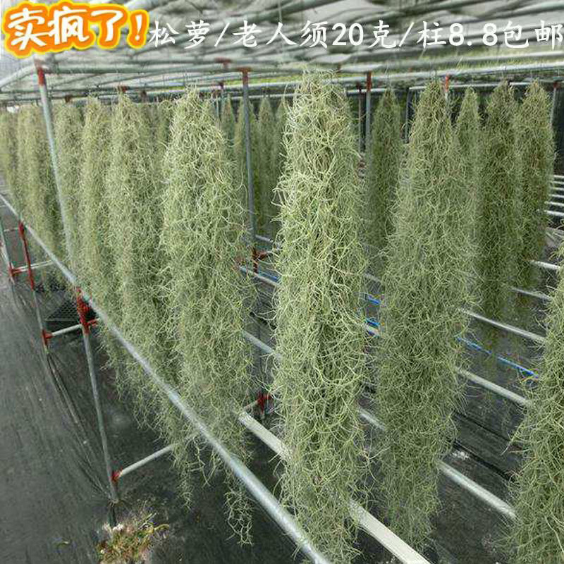老人须好养干净空气凤梨