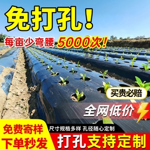 打孔银黑地膜农用种植种菜专用塑料薄膜防草有孔辣椒药材免开孔