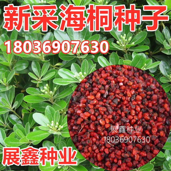 新采海桐种子 海桐花乔木灌木海桐球种子山矾树籽 四季常青海桐籽