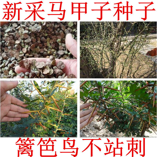 马甲子种子马甲刺马篱笆墙造刺树