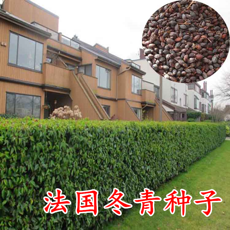 小区绿化种子天壑篱笆墙绿化种子
