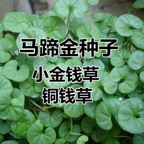 草坪小金钱四季常青耐高温种子