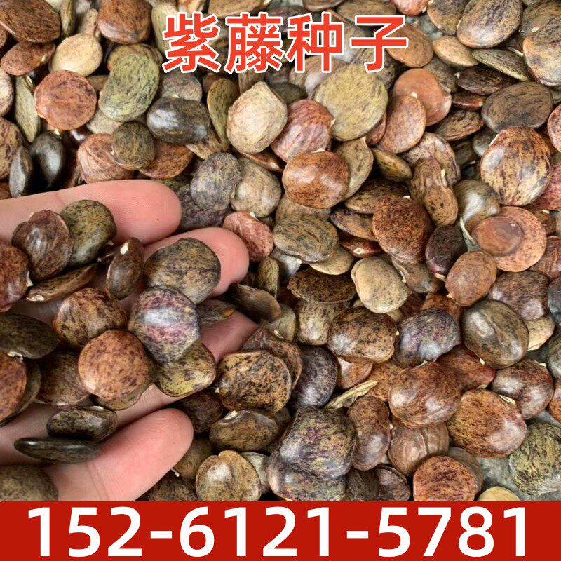 爬藤紫藤种子盆栽地栽林木种子