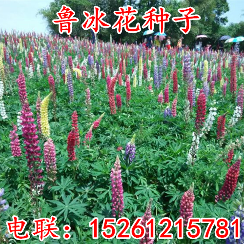 鲁冰花种子多年生宿根羽扇豆种子花海景观庭院绿化易种花种子包邮