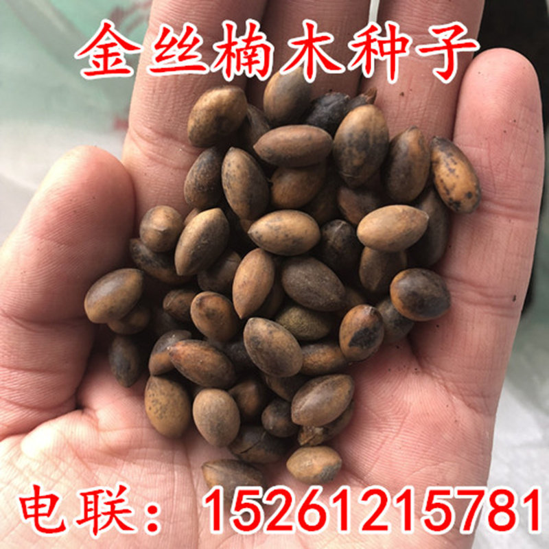 新采四川金丝楠木小叶种子
