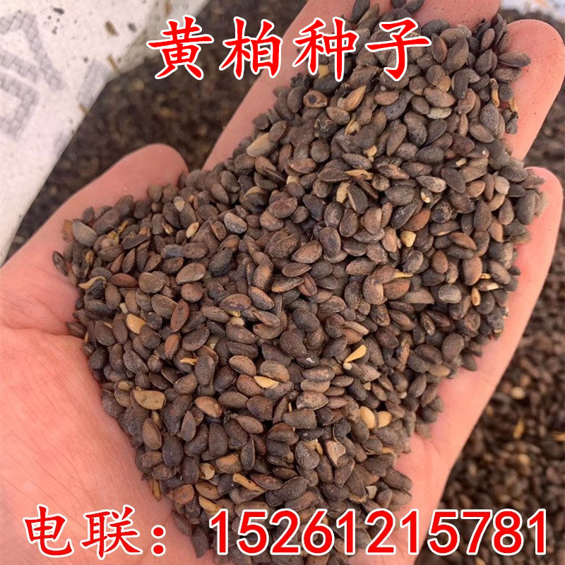 新采黄柏种子 黄檗 元柏 檗木黄菠萝 绿化行道林木苗木树种子包邮