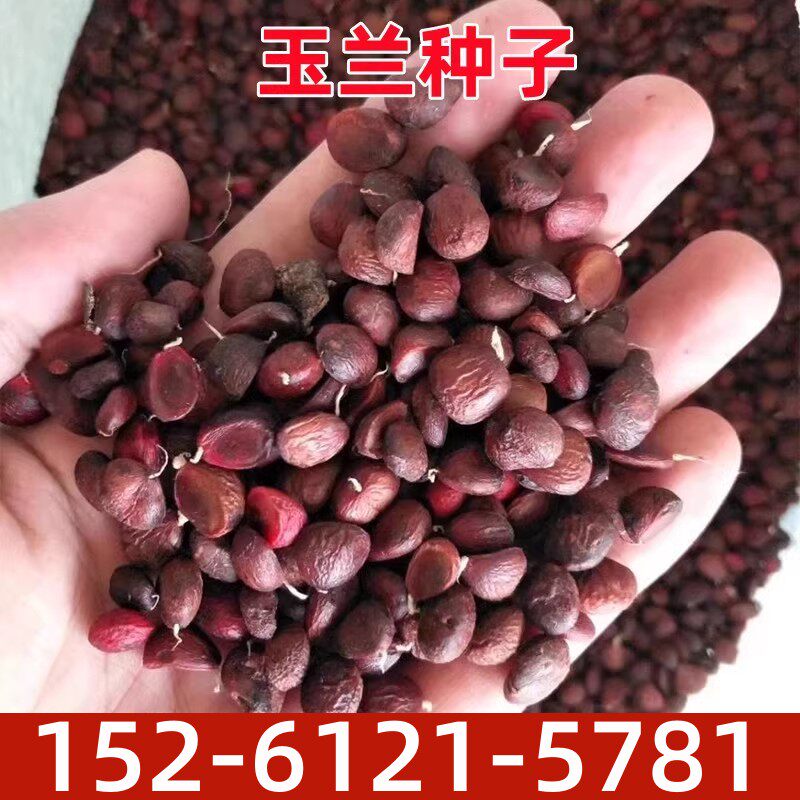 玉兰种子 嫁接紫玉兰红白玉兰 广玉兰种子 山玉兰树种子 辛夷种籽