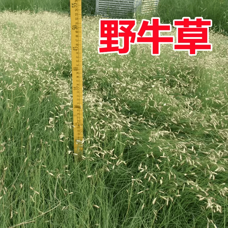野牛草种子草坪籽草籽耐旱耐盐碱