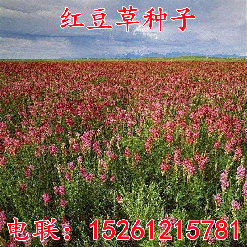 红豆种子护坡耐寒盐碱牧草