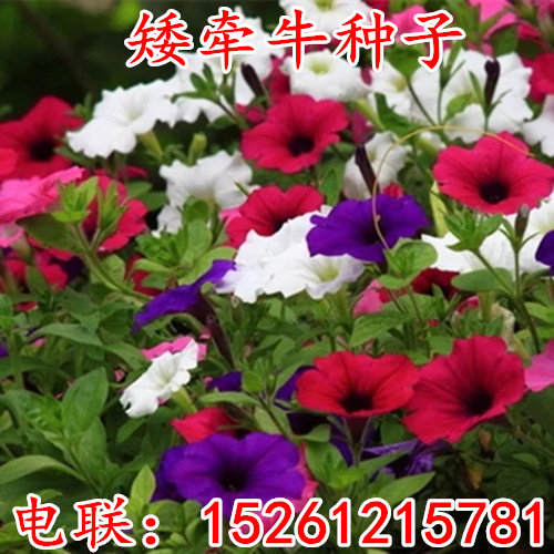 矮牵牛花种子四季种耐寒易发芽混色阳台盆栽绿化花卉种子包邮