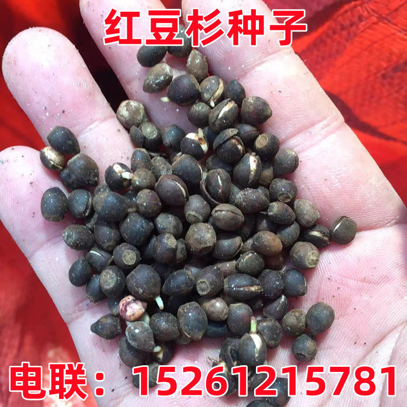 天壑夏季秋红豆杉种子名
