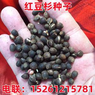 红豆杉种子名贵树种曼地亚红豆杉种籽东北南方北方红豆杉树种沙藏