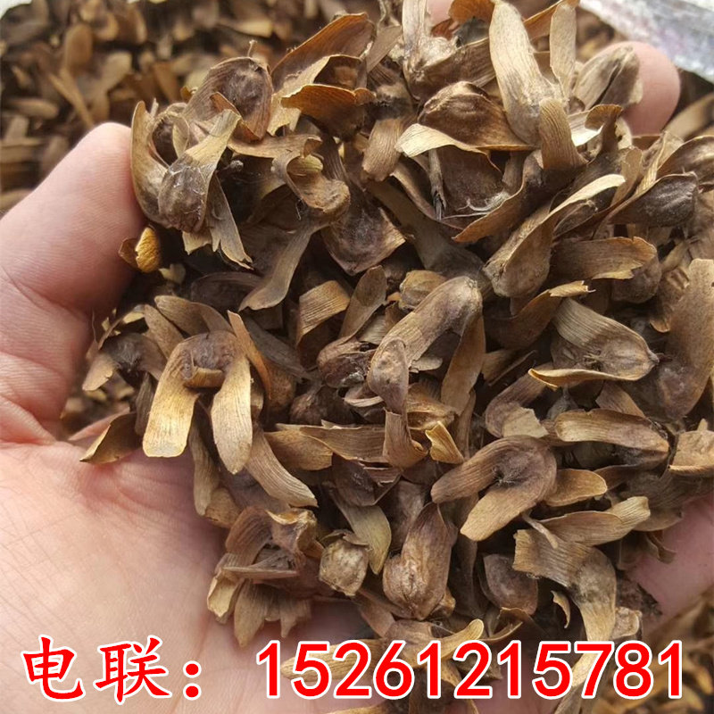 枫杨种子 枫杨树种子 麻柳种子 水麻柳种子 燕子树蜈蚣柳树种子