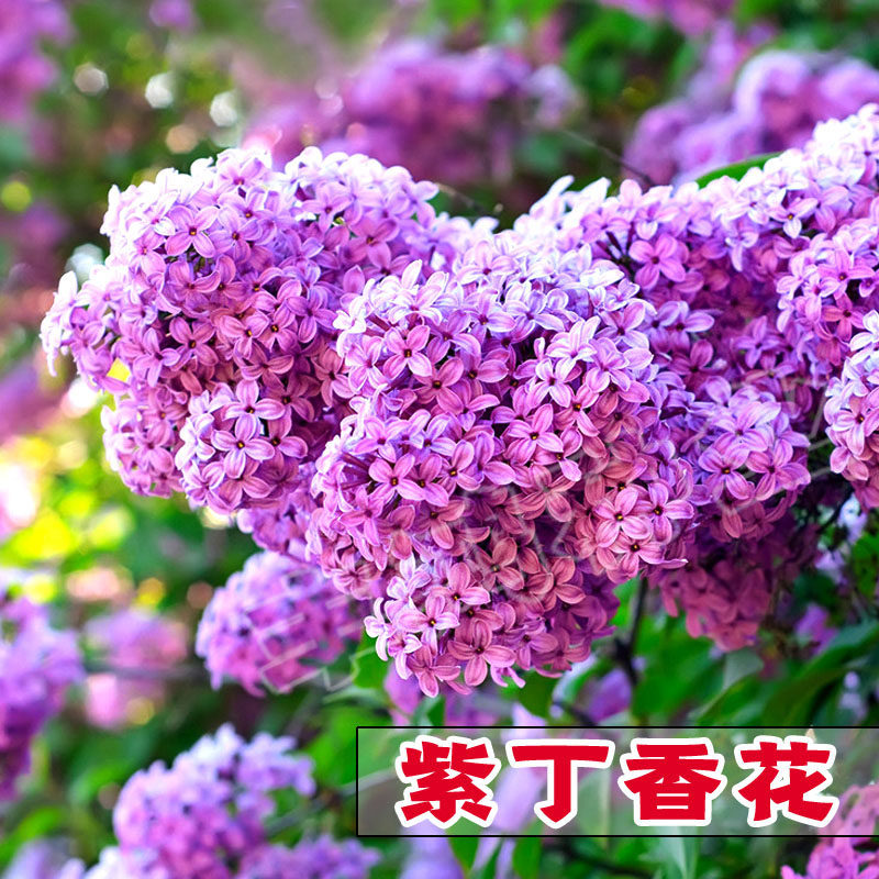 丁香树耐寒小叶暴马包邮种子