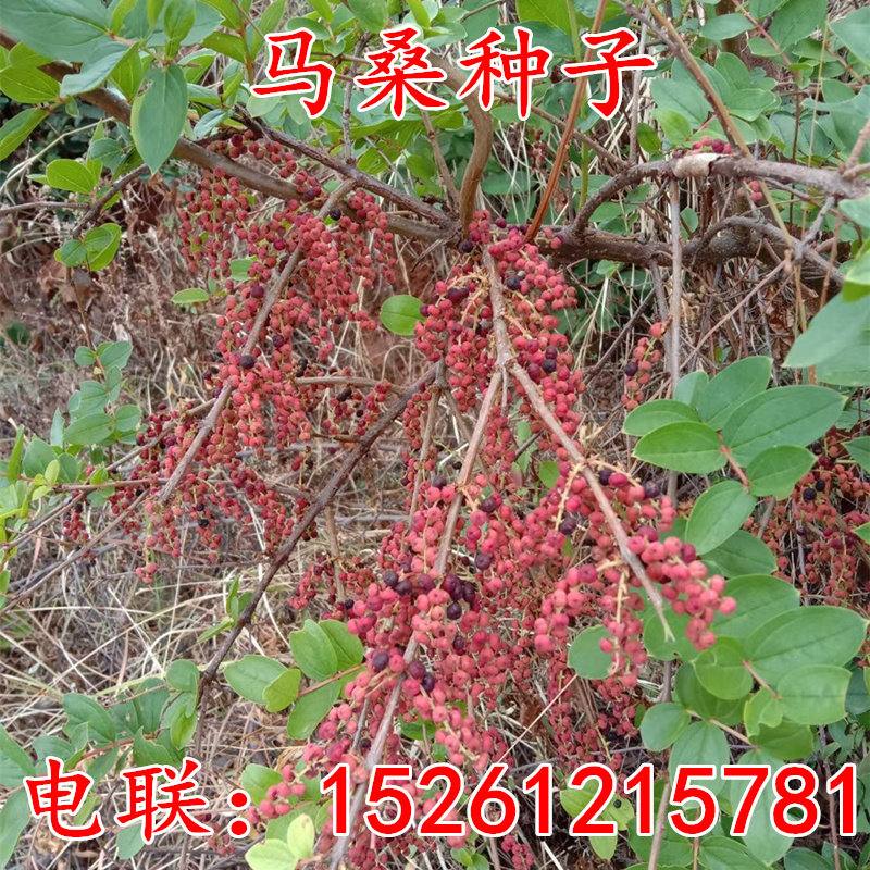 野马灌木荒山造林草籽种子