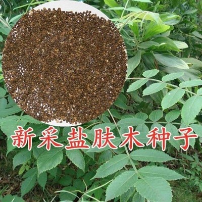 天壑秋季新采五倍子树种盐