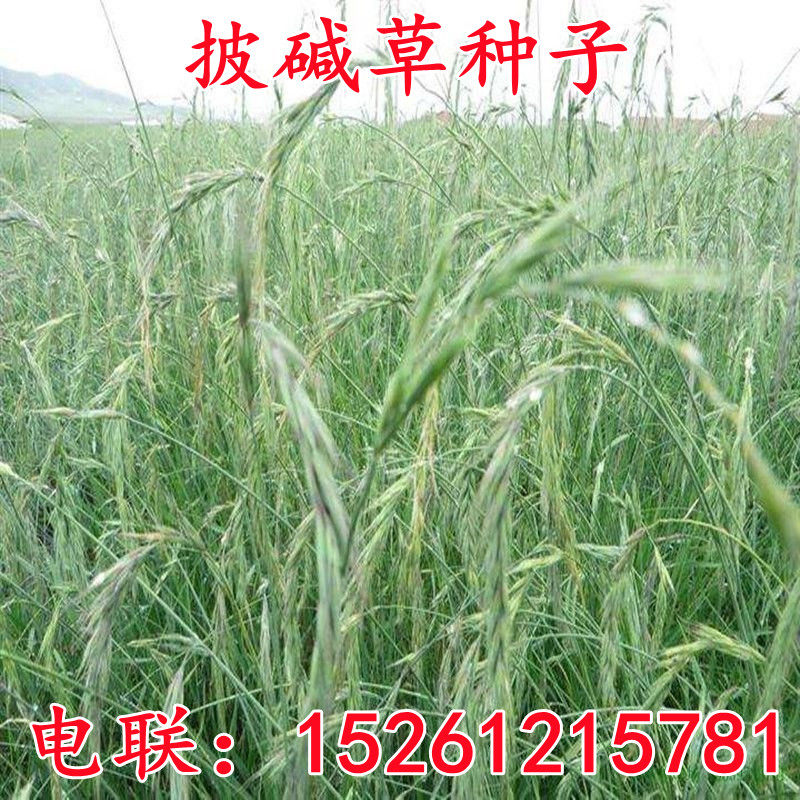 种子风沙耐寒耐旱四季牧草
