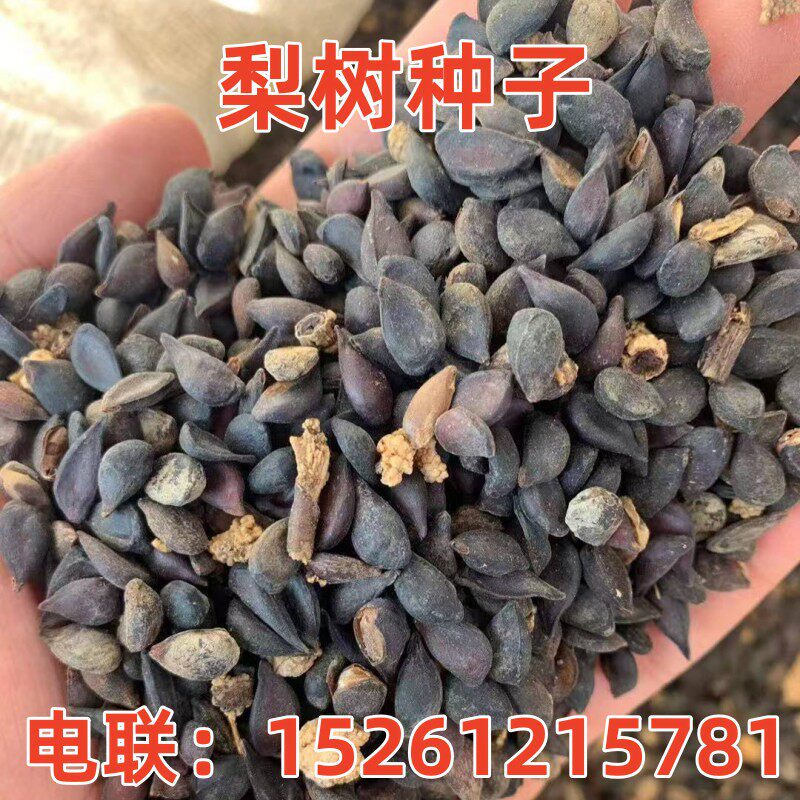 新采梨树种子苹果山梨嫁接黄金梨