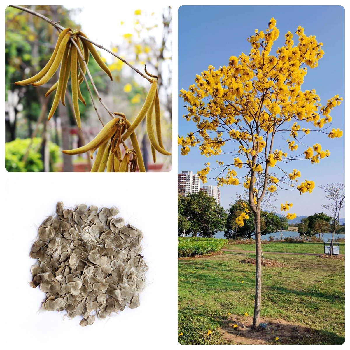 林木树种籽黄花风铃木种子风铃木种子风景树绿化苗木种子南方树种