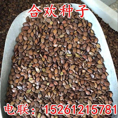 红花合欢银合欢种子护坡复绿灌木