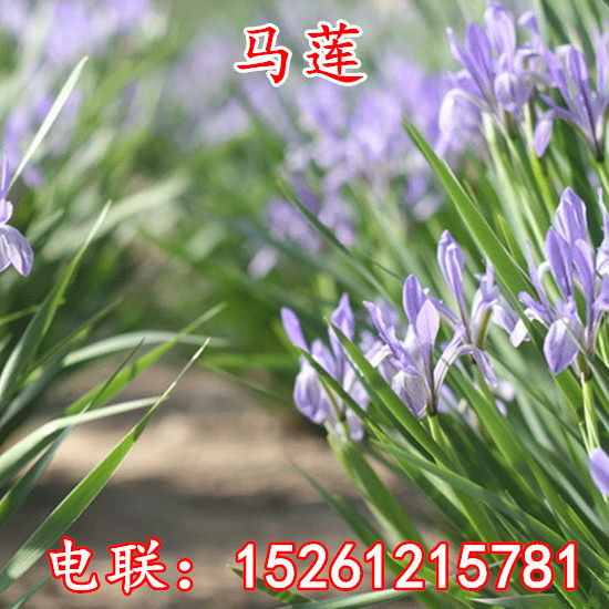种子耐盐碱适应性强马兰花包邮