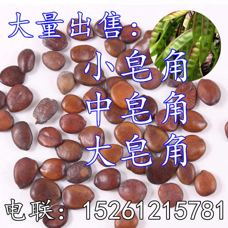 新采皂角种子 大皂角 小皂角 野皂角 皂荚 绿化林木苗木植树种子