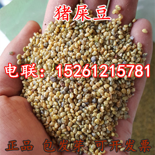 护坡猪屎豆刺槐胡枝子多花木兰