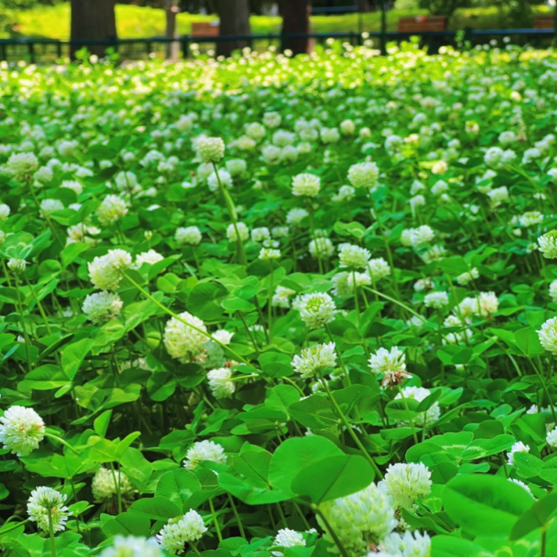 三叶草种子草种白三叶种 红三叶种子绿化护坡易活草坪种子包邮