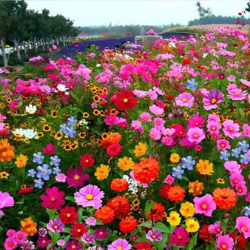 花种子四季播种开花易种室外花籽庭院阳台盆栽野花组合格桑花种子