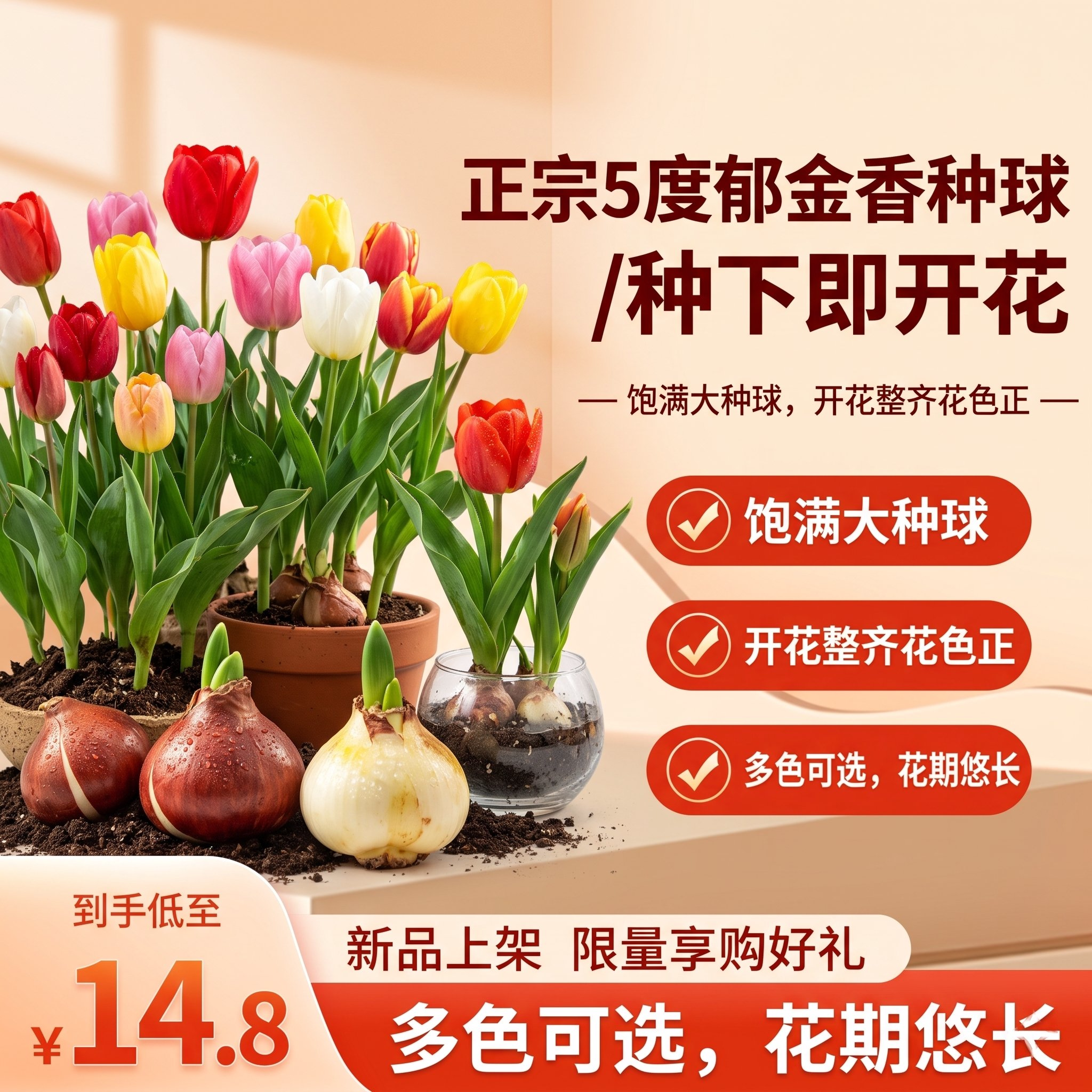 重瓣郁金香种球秋冬种植优质5度大球阳台庭院盆栽耐寒好养易开花