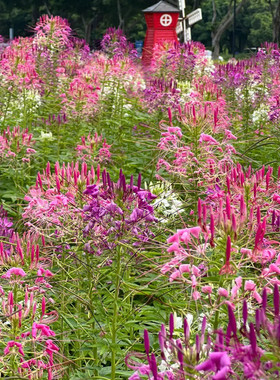 醉蝶花种籽子四季播种开花混色西洋白菜花籽庭院室外蜘蛛花花种子