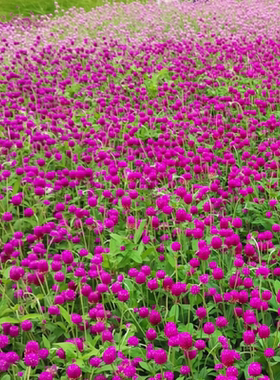 圆仔火球花园林景观包邮千日紫