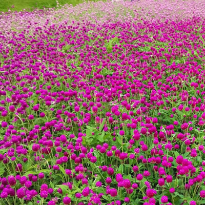 圆仔火球花园林景观包邮千日紫