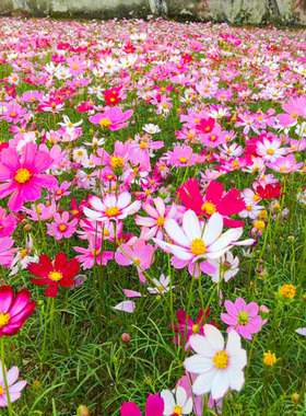 波斯菊花种子格桑花种籽子七彩四季易种花籽易活庭院室外开花种孑